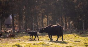 Water Buffalo Tour at Rietvlei: a sensory farm experience for all ages