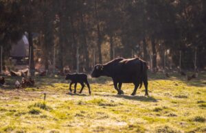Water Buffalo Tour at Rietvlei: a sensory farm experience for all ages