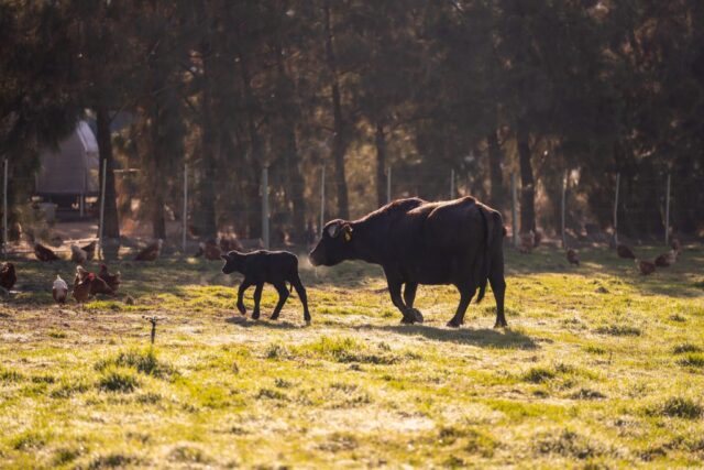 HR__Water-buffalo_DSC01614-1024x683