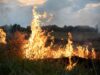 Deliberate Burns Can Protect Us from Wildfires