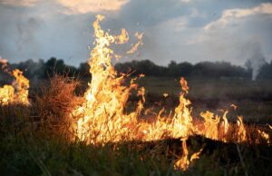 Deliberate Burns Can Protect Us from Wildfires